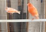Kanaries mozaiek wit rood, Dieren en Toebehoren