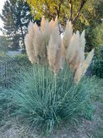 Pampaspluimen, Tuin en Terras, Planten | Tuinplanten, Ophalen