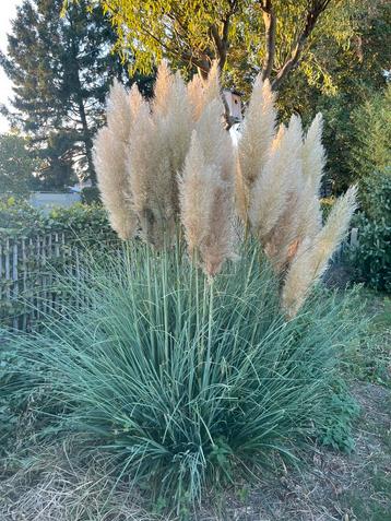 Pampaspluimen beschikbaar voor biedingen