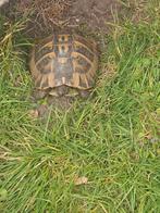 tortue hermanni boettgeri taille adulte, Animaux & Accessoires, Tortue