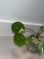 Pilea White Splash, Enlèvement ou Envoi