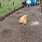 Te koop, Dieren en Toebehoren