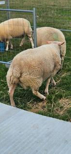 Binnekort te koop ( 1 jarige rouge de louest dekram), Dieren en Toebehoren, Schapen, Geiten en Varkens