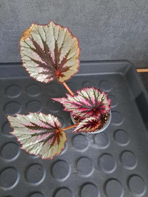 Begonia rex nr 1, Huis en Inrichting, Kamerplanten, Ophalen