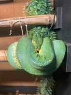 vente/echange couple morelia viridis reproducteurs, Animaux & Accessoires