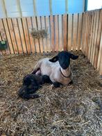 Schaap (suffolk), Dieren en Toebehoren, Schapen, Geiten en Varkens, Vrouwelijk, Schaap, 0 tot 2 jaar