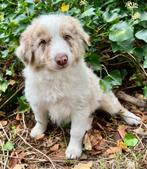 Border collie pups, België, Fokker | Hobbymatig, 8 tot 15 weken, CDV (hondenziekte)