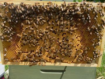 Zachtaardig bijenvolk, Abeilles