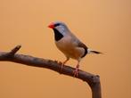 Roodsnavelspitsstaartamadine - Poephila acuticauda hecki, Dieren en Toebehoren, Meerdere dieren, Tropenvogel, Geringd