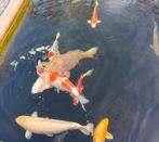 Koi vijver te koop gevraagd, Dieren en Toebehoren, Vissen | Vijvervissen, Karper of Koi