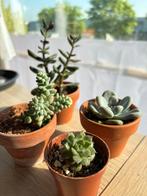 Succulents, Huis en Inrichting, Kamerplanten, Ophalen