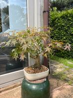 Bonsai Acer, Jardin & Terrasse, Plantes | Arbres, Enlèvement ou Envoi