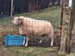Dek bok, Animaux & Accessoires, Moutons, Chèvres & Cochons, Mâle, Mouton, 3 à 5 ans