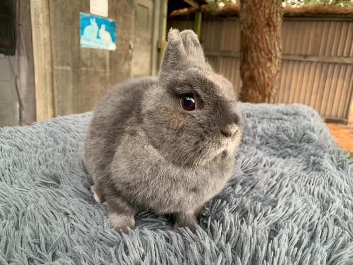 Kleurdwerg blauwe voedster, Dieren en Toebehoren, Konijnen, Dwerg, Vrouwelijk