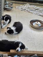 Border Collie puppy's met stamboom sint hubertus, Dieren en Toebehoren, Honden | Herdershonden en Veedrijvers, CDV (hondenziekte)
