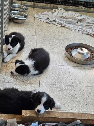 Border Collie puppy's met stamboom sint hubertus 