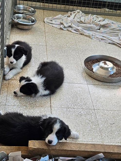 Border Collie puppy's met stamboom sint hubertus, Animaux & Accessoires, Chiens | Bergers & Bouviers, Plusieurs animaux, Colley