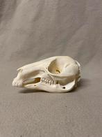 Wallaby schedel, Comme neuf, Crâne, Enlèvement ou Envoi
