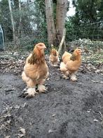 Koppel Brahma buff columbia, Dieren en Toebehoren, Pluimvee