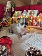 Langharige chihuahuas, Parvovirose, 8 à 15 semaines, Plusieurs, Éleveur | Loisir