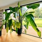 Strelitzia Nicolai XXL, Ophalen