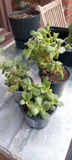 Cotyledon tomentosa, Jardin & Terrasse, Plantes | Jardin, Enlèvement ou Envoi