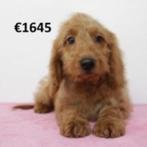 Schattig Cockapoo pupje te koop (teefje), 15 weken tot 1 jaar, Buitenland, Eén hond, Overige rassen
