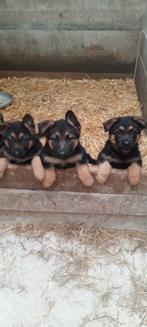 Duitse herder pups(teefjes), CDV (hondenziekte), Teef, 8 tot 15 weken, Herder