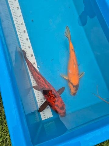 Koi, steur, goudwinde, zilverwinde. beschikbaar voor biedingen