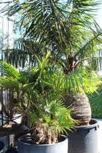 Palmboom, Tuin en Terras, In pot, Lente, Volle zon, 250 tot 400 cm