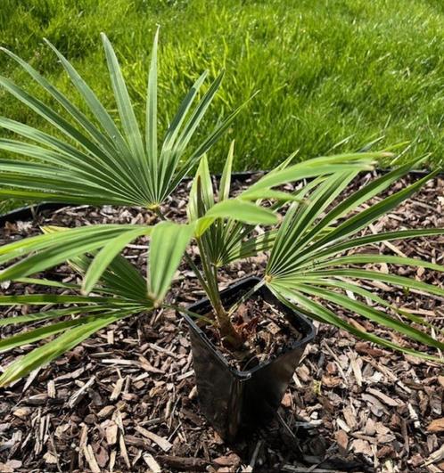 Trachycarpus princeps x nanus, Tuin en Terras, Planten | Bomen, Palmboom, Minder dan 100 cm, Volle zon, Zomer, In pot, Ophalen of Verzenden