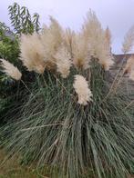 Pluimen pampas, Huis en Inrichting, Ophalen