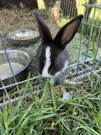 Konijntjes, Dieren en Toebehoren, Konijnen, Geslacht onbekend, Middelgroot, 0 tot 2 jaar