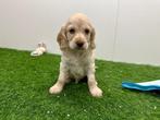 Nestje Cockapoo pups