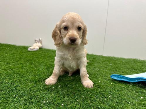 Nestje Cockapoo pups, Dieren en Toebehoren, Honden | Chihuahua's en Gezelschapshonden, Meerdere dieren, Overige rassen, Fokker | Professioneel