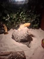 Baardagaam met terra, Animaux & Accessoires, Reptiles & Amphibiens