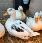 Lieve kwakers, Dieren en Toebehoren, Meerdere dieren, Eend