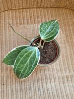 Hoya macrophylla albomarginata, Huis en Inrichting, Kamerplanten, Ophalen of Verzenden