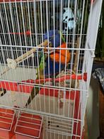 Lori van de blauwe berg, Dieren en Toebehoren, Ophalen of Verzenden, Zo goed als nieuw