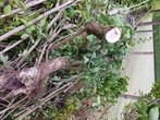 GRATIS BRANDHOUT, Tuin en Terras, Minder dan 3 m³, Ophalen, Overige houtsoorten, Takken