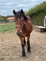 Belgisch trekpaard merrie - met stamboekpapieren, Dieren en Toebehoren, Paarden, Merrie, Onbeleerd, Gechipt, 0 tot 2 jaar