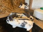Vlinder konijn, Dieren en Toebehoren, Konijnen