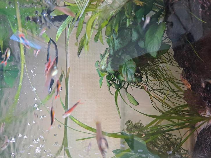 Endler guppen, Dieren en Toebehoren, Vissen | Aquariumvissen