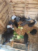 Jonge duitsseruezen, Dieren en Toebehoren, Pluimvee