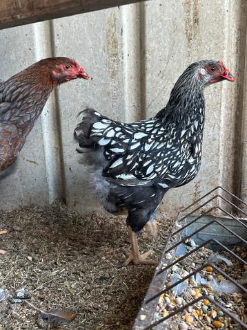 2 wyandottehennen groot zilverzwartgezoomd (enkele kam) beschikbaar voor biedingen