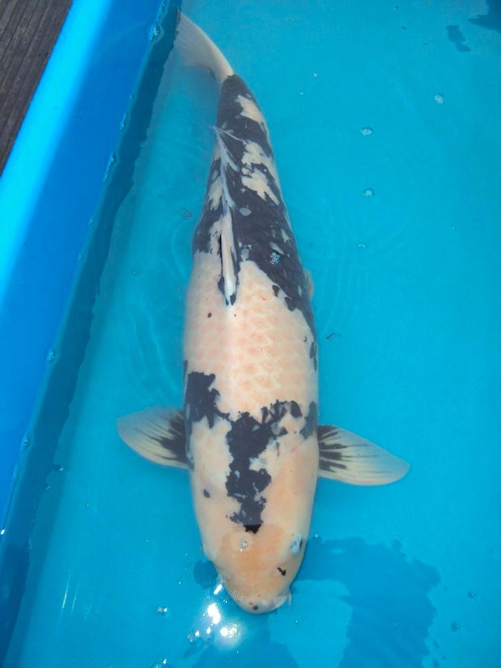 Japanse Koi, Dieren en Toebehoren, Vissen | Vijvervissen, Karper of Koi