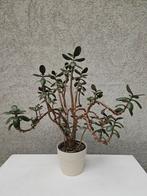 Crassula Ovata in keramieken pot, Ophalen