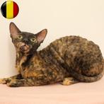 Cornish Rex -  kittens te koop, Dieren en Toebehoren, Katten en Kittens | Raskatten | Korthaar, Meerdere dieren, Gechipt, 0 tot 2 jaar