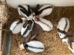 Reuzevlinder / Lotharingers, Dieren en Toebehoren, Vrouwelijk, Groot, 0 tot 2 jaar