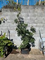 wintereik / eikenboom in pot, Tuin en Terras, Ophalen, In pot